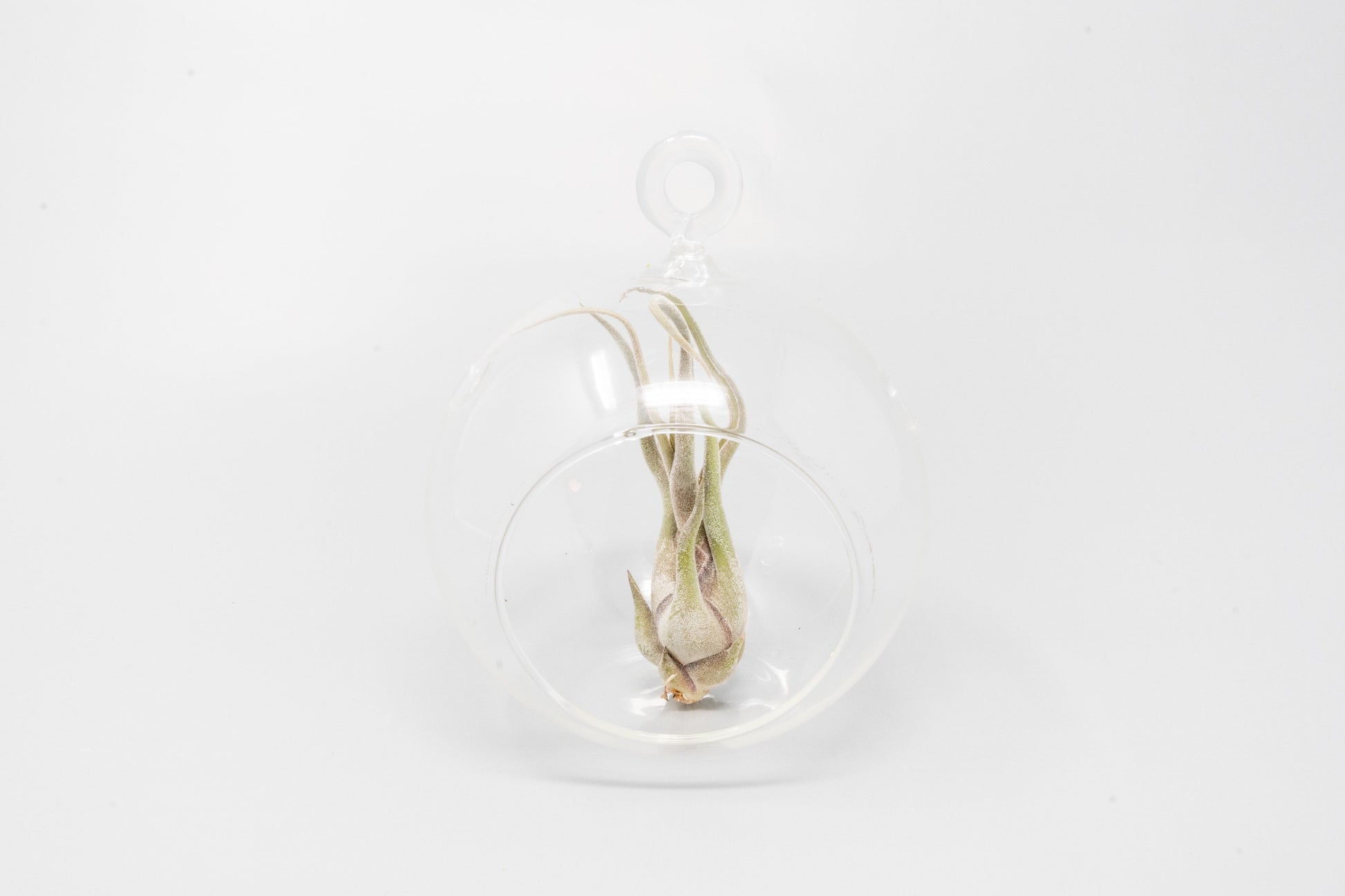 Tillandsia Air plants with terrarium, Tillandsia plant, Air plant care, Indoor air plants, Tillandsia care, Hanging air plants, Air plant decor, Tillandsia terrarium, Air plant sale, Low-maintenance air plants, Tillandsia air purifier, Tillandsia accessories, Tillandsia Assorted 12
,Airplant Variety, Corkscrew Plant, Air Plant Pack, Air Plant Live, Air Plant Kit, Tillandsia, Wholesale Airplants, Twisted Acres Airplant
, Live Air Plants, Bulk Air Plants, Assorted Air Plants, Air Plants Variety, Air Plants 