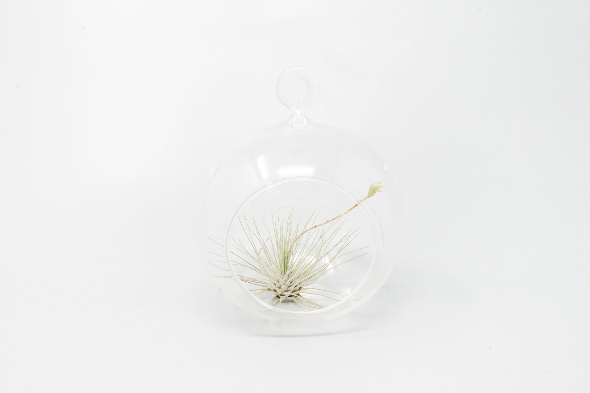 Tillandsia Air plants with terrarium, Tillandsia plant, Air plant care, Indoor air plants, Tillandsia care, Hanging air plants, Air plant decor, Tillandsia terrarium, Air plant sale, Low-maintenance air plants, Tillandsia air purifier, Tillandsia accessories, Tillandsia Assorted 12
,Airplant Variety, Corkscrew Plant, Air Plant Pack, Air Plant Live, Air Plant Kit, Tillandsia, Wholesale Airplants, Twisted Acres Airplant
, Live Air Plants, Bulk Air Plants, Assorted Air Plants, Air Plants Variety, Air Plants 