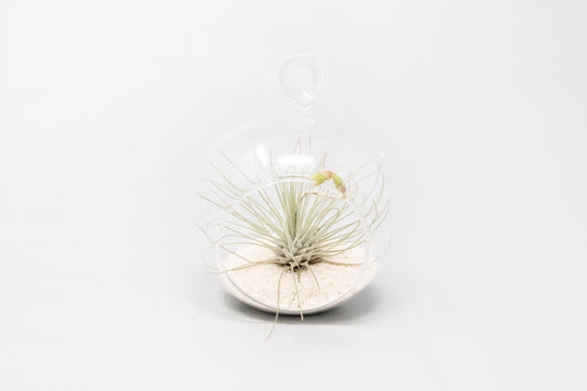 Mini Hanging Flat Bottom Beach Terrariums with White or Black Sand