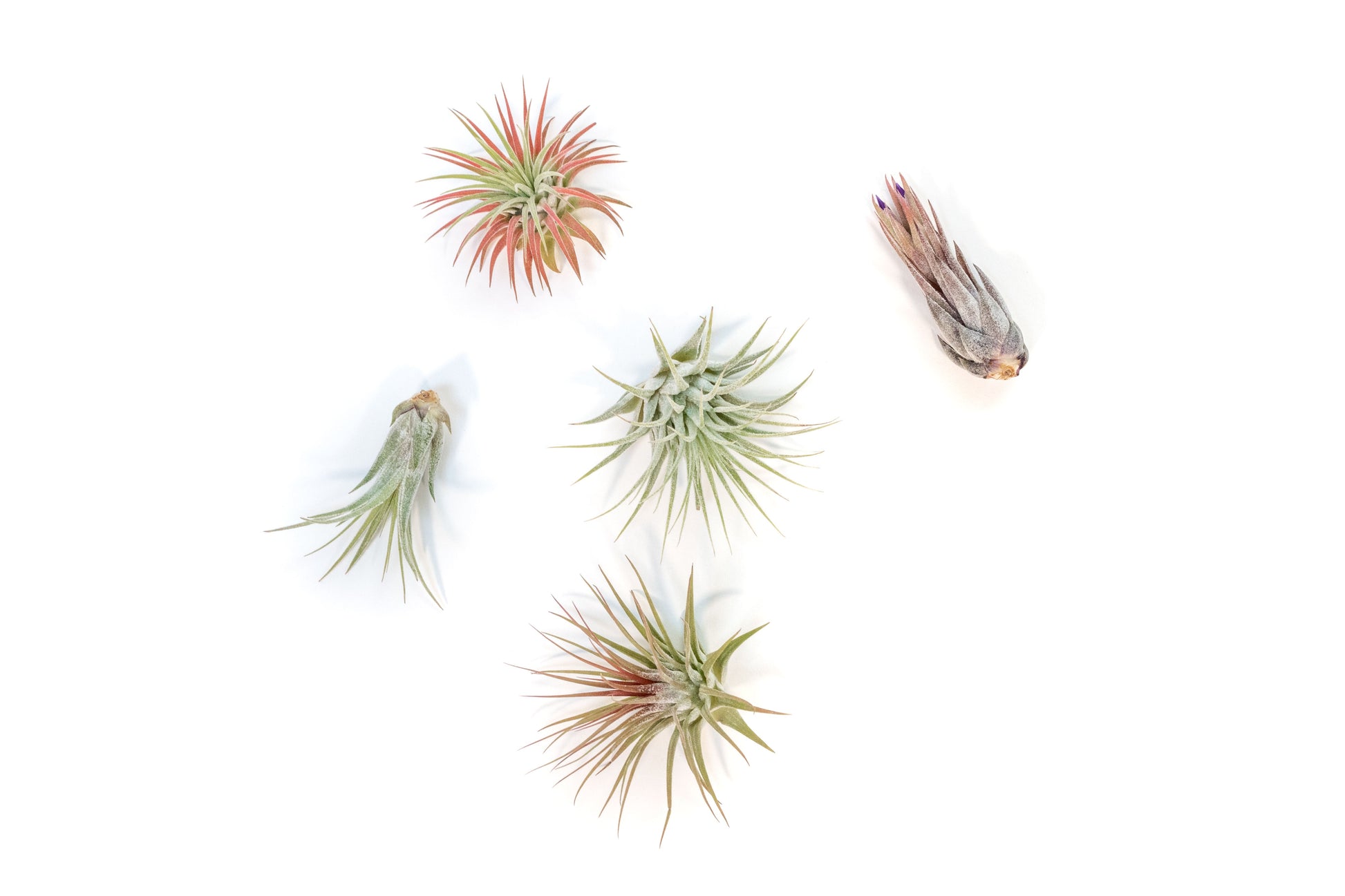 Tillandsia Air plants, Tillandsia plant, Air plant care, Indoor air plants, Tillandsia care, Hanging air plants, Air plant decor, Tillandsia terrarium, Air plant sale, Low-maintenance air plants, Tillandsia air purifier, Tillandsia accessories, Tillandsia Assorted 12
,Airplant Variety, Corkscrew Plant, Air Plant Pack, Air Plant Live, Air Plant Kit, Tillandsia, Wholesale Airplants, Twisted Acres Airplant
, Live Air Plants, Bulk Air Plants, Assorted Air Plants, Air Plants Variety, Air Plants Live