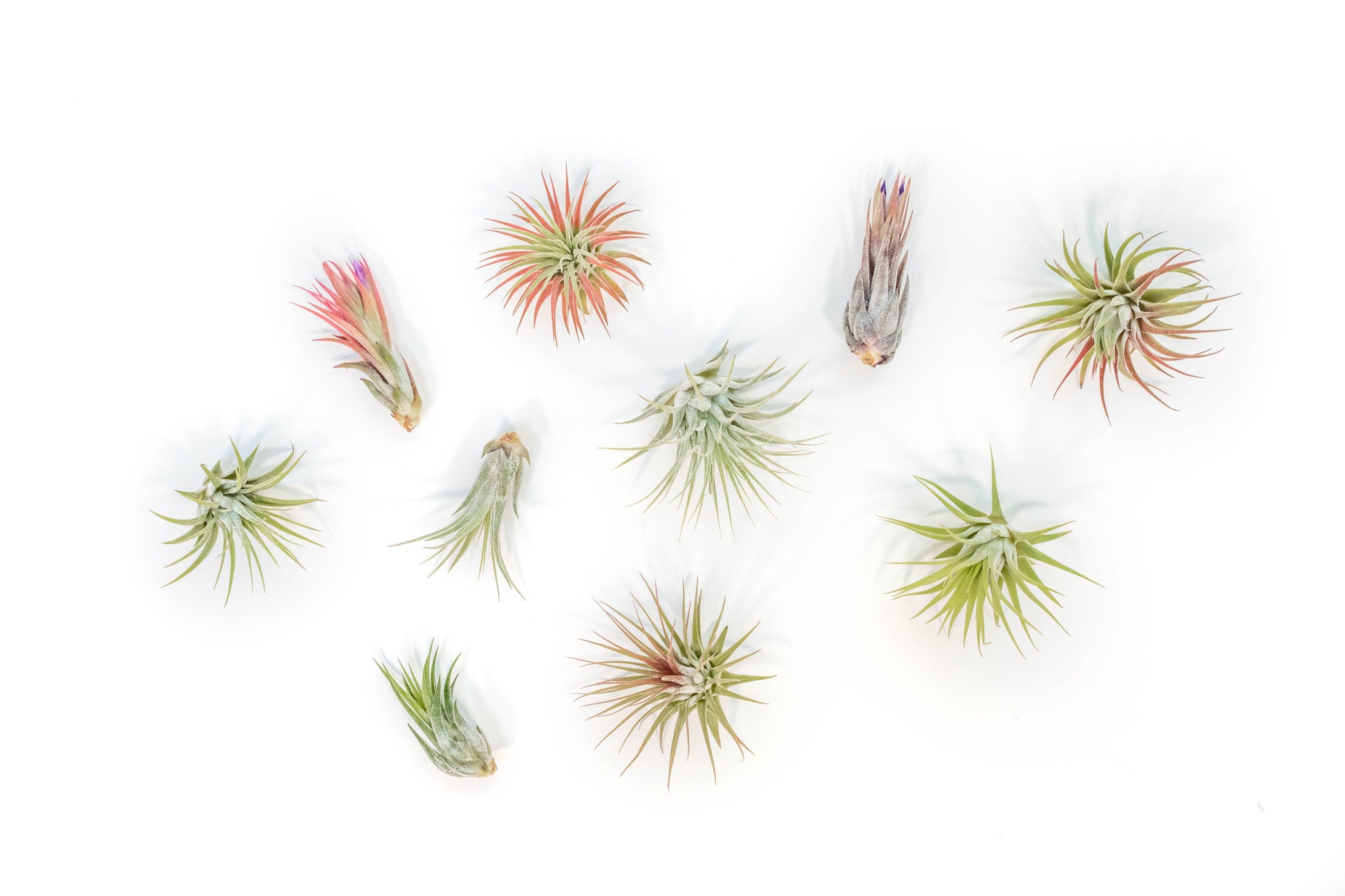 Tillandsia Air plants, Tillandsia plant, Air plant care, Indoor air plants, Tillandsia care, Hanging air plants, Air plant decor, Tillandsia terrarium, Air plant sale, Low-maintenance air plants, Tillandsia air purifier, Tillandsia accessories, Tillandsia Assorted 12
,Airplant Variety, Corkscrew Plant, Air Plant Pack, Air Plant Live, Air Plant Kit, Tillandsia, Wholesale Airplants, Twisted Acres Airplant
, Live Air Plants, Bulk Air Plants, Assorted Air Plants, Air Plants Variety, Air Plants Live