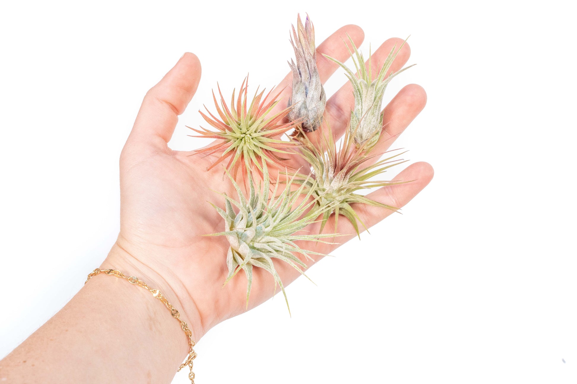 Tillandsia Air plants, Tillandsia plant, Air plant care, Indoor air plants, Tillandsia care, Hanging air plants, Air plant decor, Tillandsia terrarium, Air plant sale, Low-maintenance air plants, Tillandsia air purifier, Tillandsia accessories, Tillandsia Assorted 12
,Airplant Variety, Corkscrew Plant, Air Plant Pack, Air Plant Live, Air Plant Kit, Tillandsia, Wholesale Airplants, Twisted Acres Airplant
, Live Air Plants, Bulk Air Plants, Assorted Air Plants, Air Plants Variety, Air Plants Live