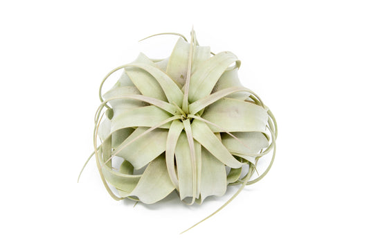 Large Tillandsia Air Plant Variety Pack House plants for sale Online