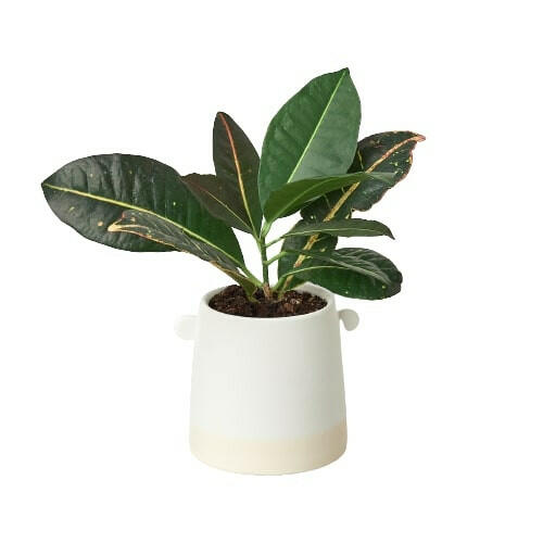 Ceramic Knob Cylinder Pot for Houseplants - 5 Inch