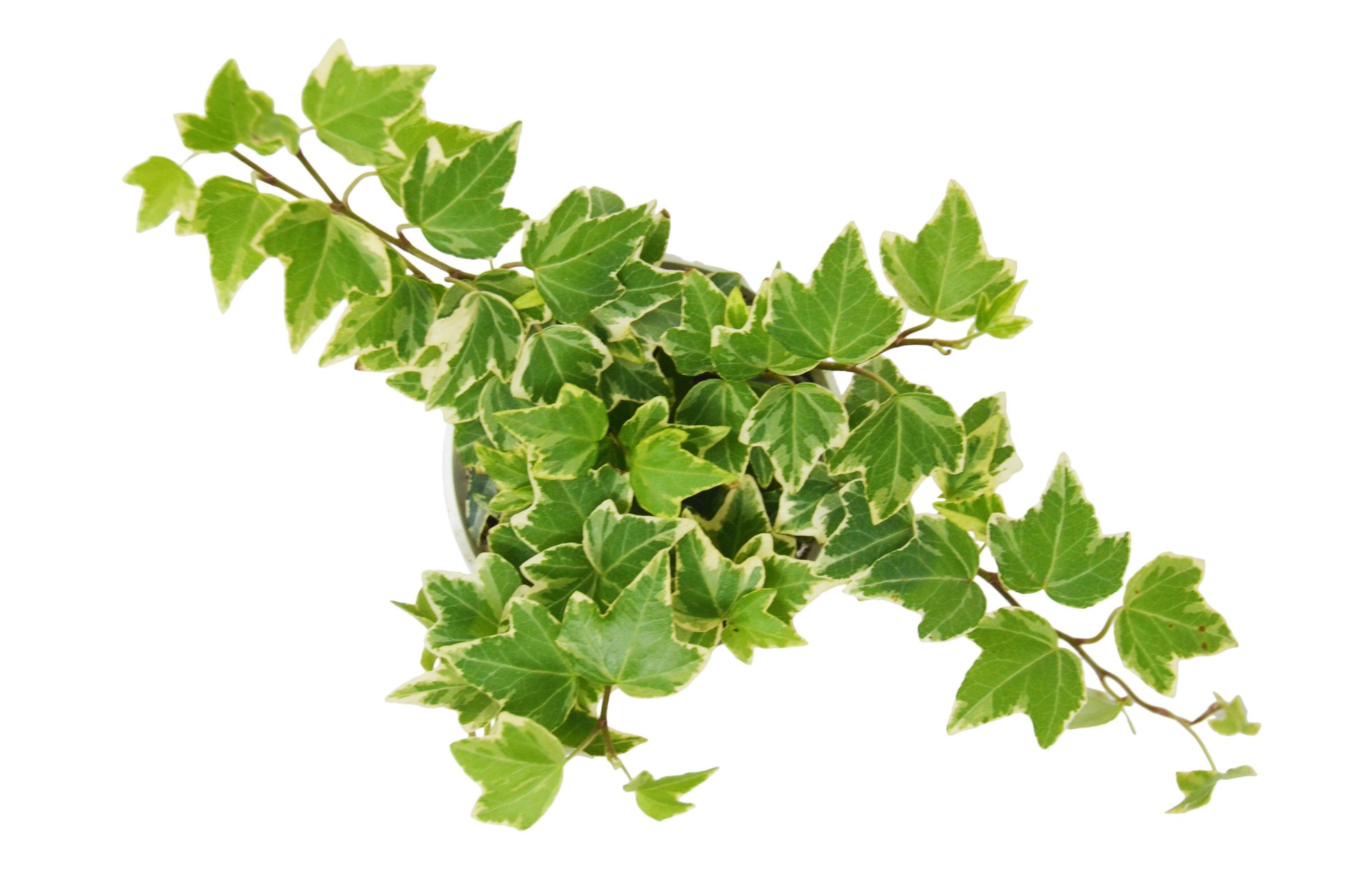 English Ivy Eva Trailing House Plants for Sale Online