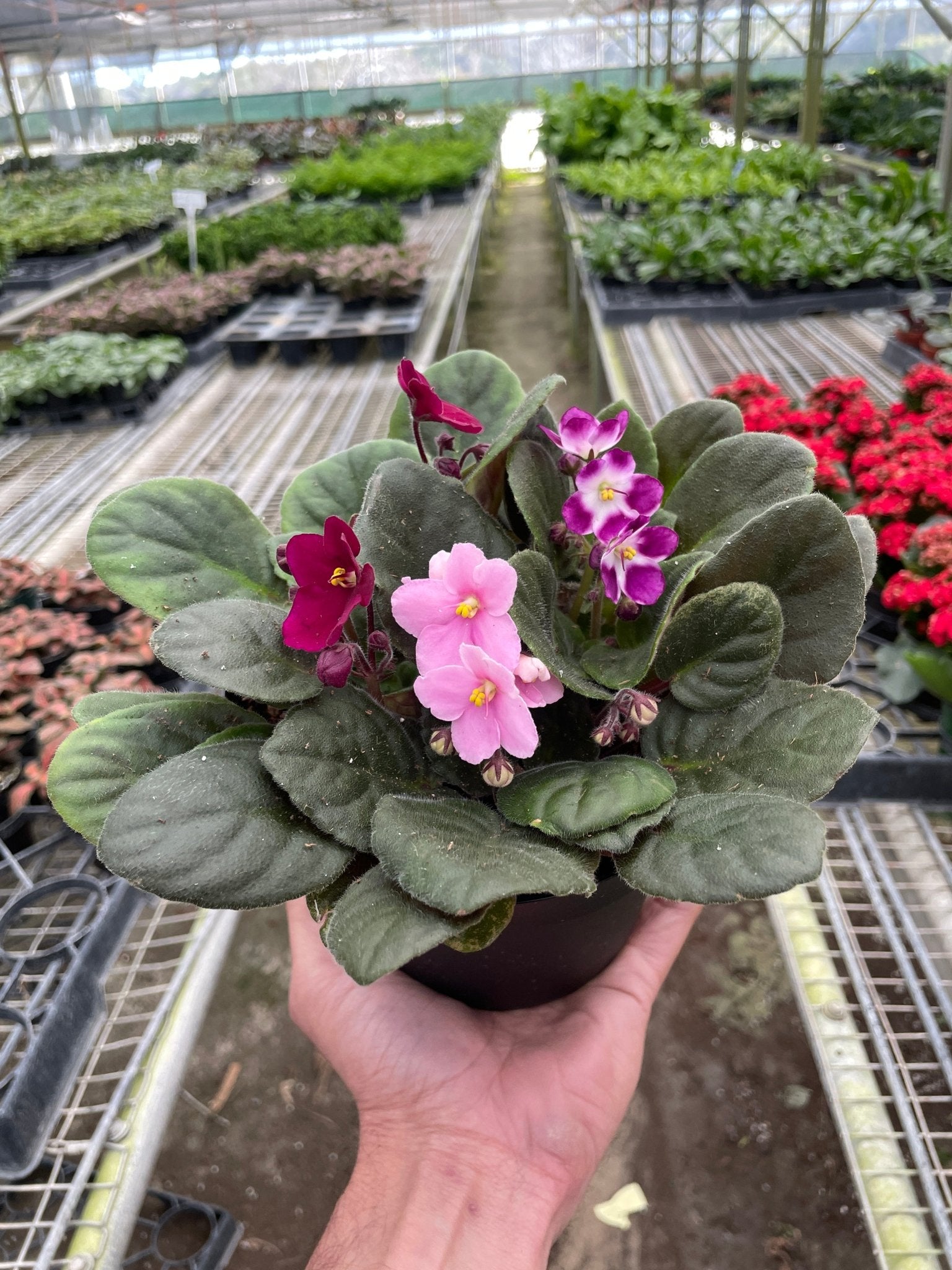 African Violet, Saintpaulia ionantha, saintpaulia ionantha propagation, Indoor plant,  gift for plant lover, home decor plant, easy care plant.