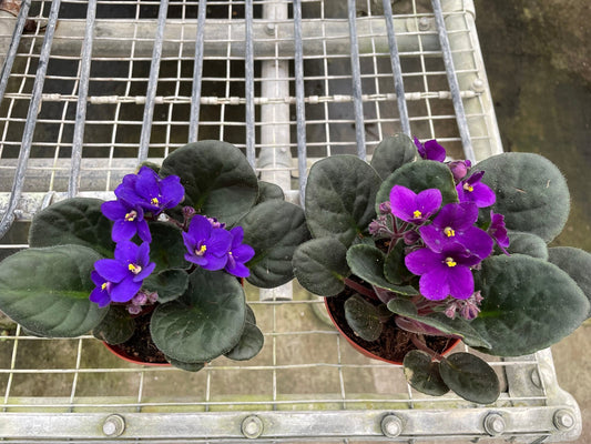 African Violet, Saintpaulia ionantha, saintpaulia ionantha propagation, Indoor plant,  gift for plant lover, home decor plant, easy care plant.