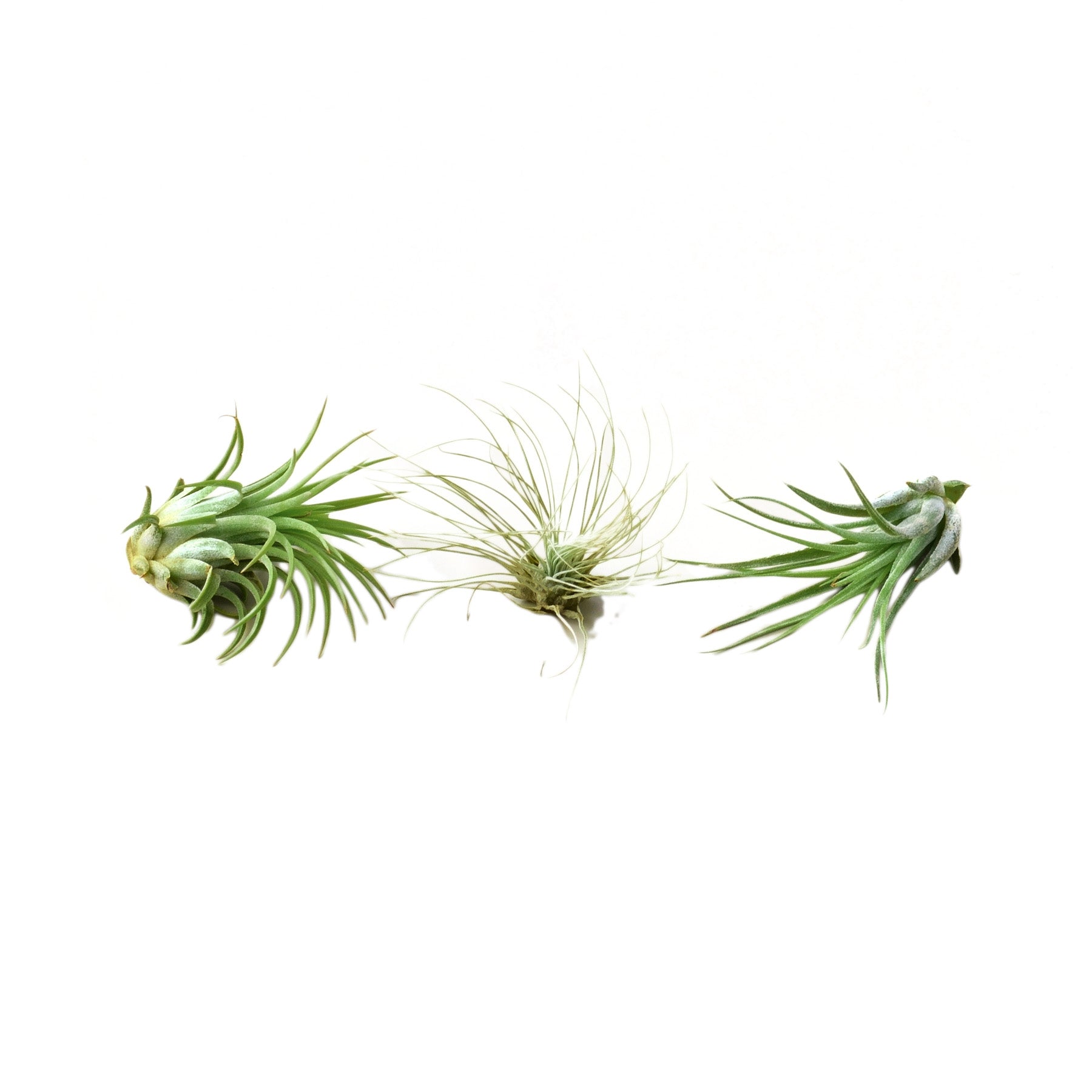 Air Plant 3 Pack - Three Air Plant Varieties - 2"-3" Large - TheHardenGarden