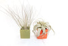 Air plant Gift Set - Two Ceramic Cube Containers with Tillandsia Xerographica Mini and Juncea - TheHardenGarden
