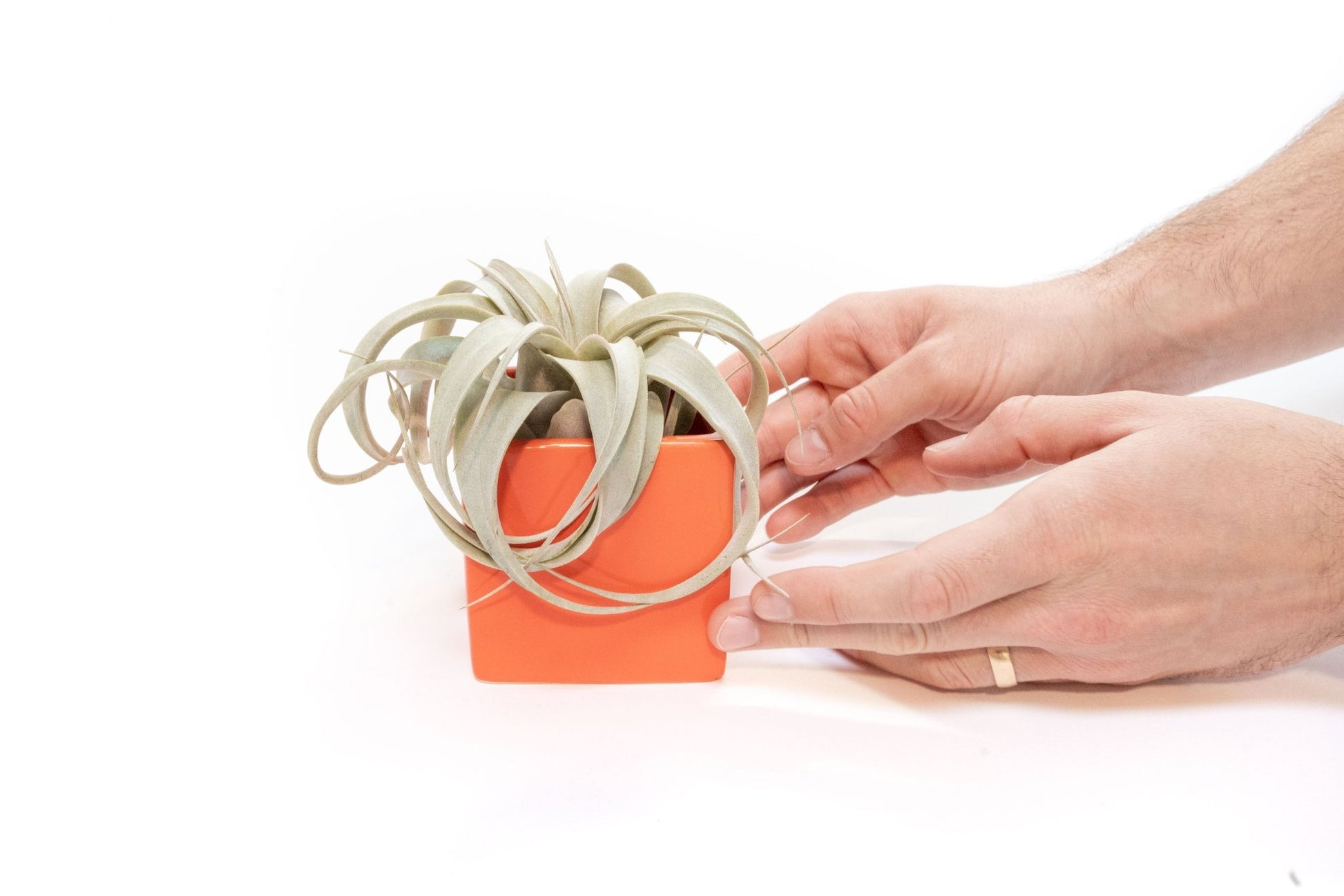 Air plant Gift Set - Two Ceramic Cube Containers with Tillandsia Xerographica Mini and Juncea - TheHardenGarden