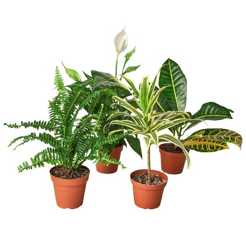 Air Purifying Variety Bundle - TheHardenGarden