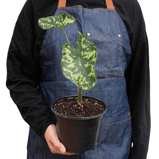 Alocasia 'Hilo Beauty' - TheHardenGarden