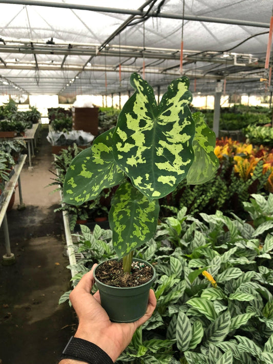 Alocasia 'Hilo Beauty' - TheHardenGarden