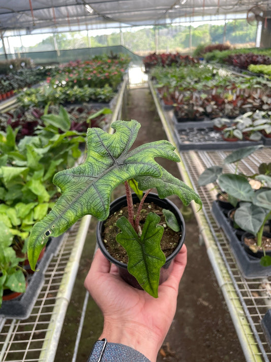 Alocasia 'Jacklyn' - TheHardenGarden