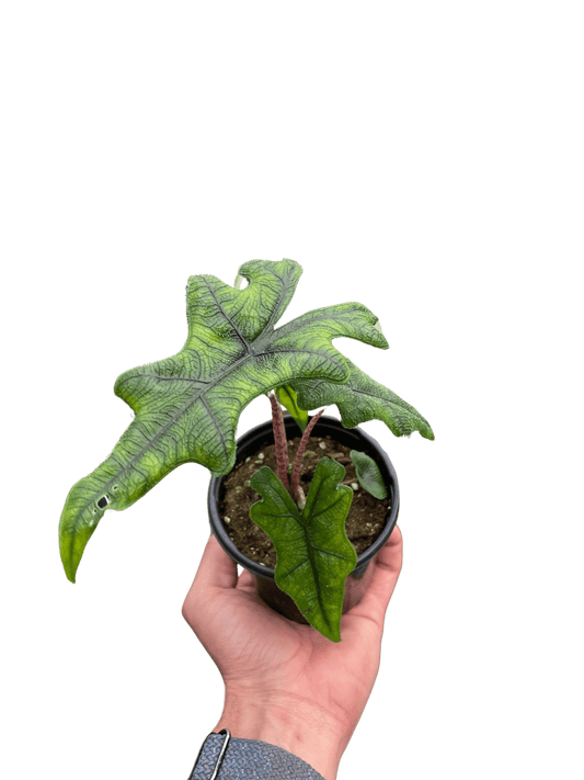 Alocasia 'Jacklyn' - TheHardenGarden