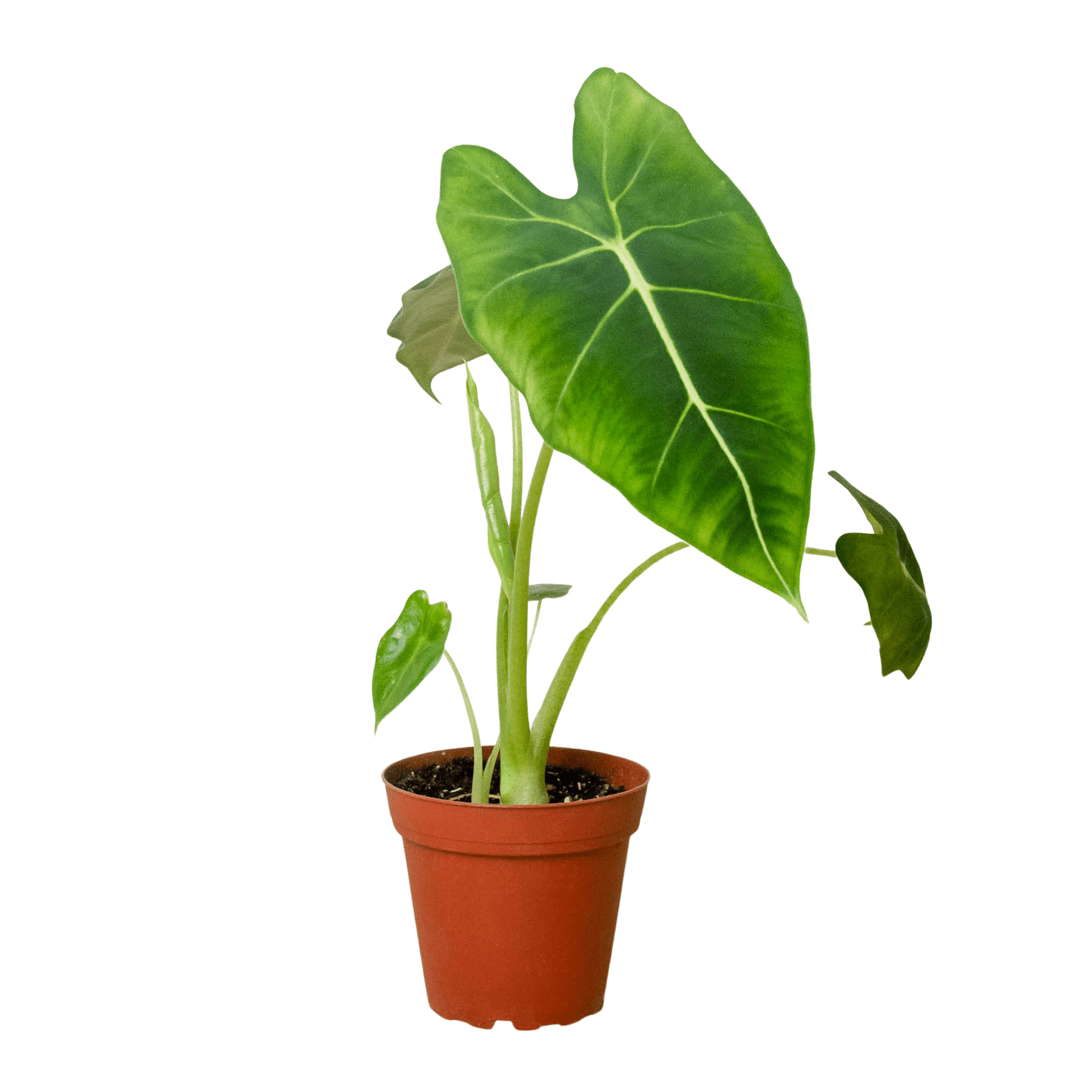 Alocasia Micholitziana 'Frydek' - TheHardenGarden