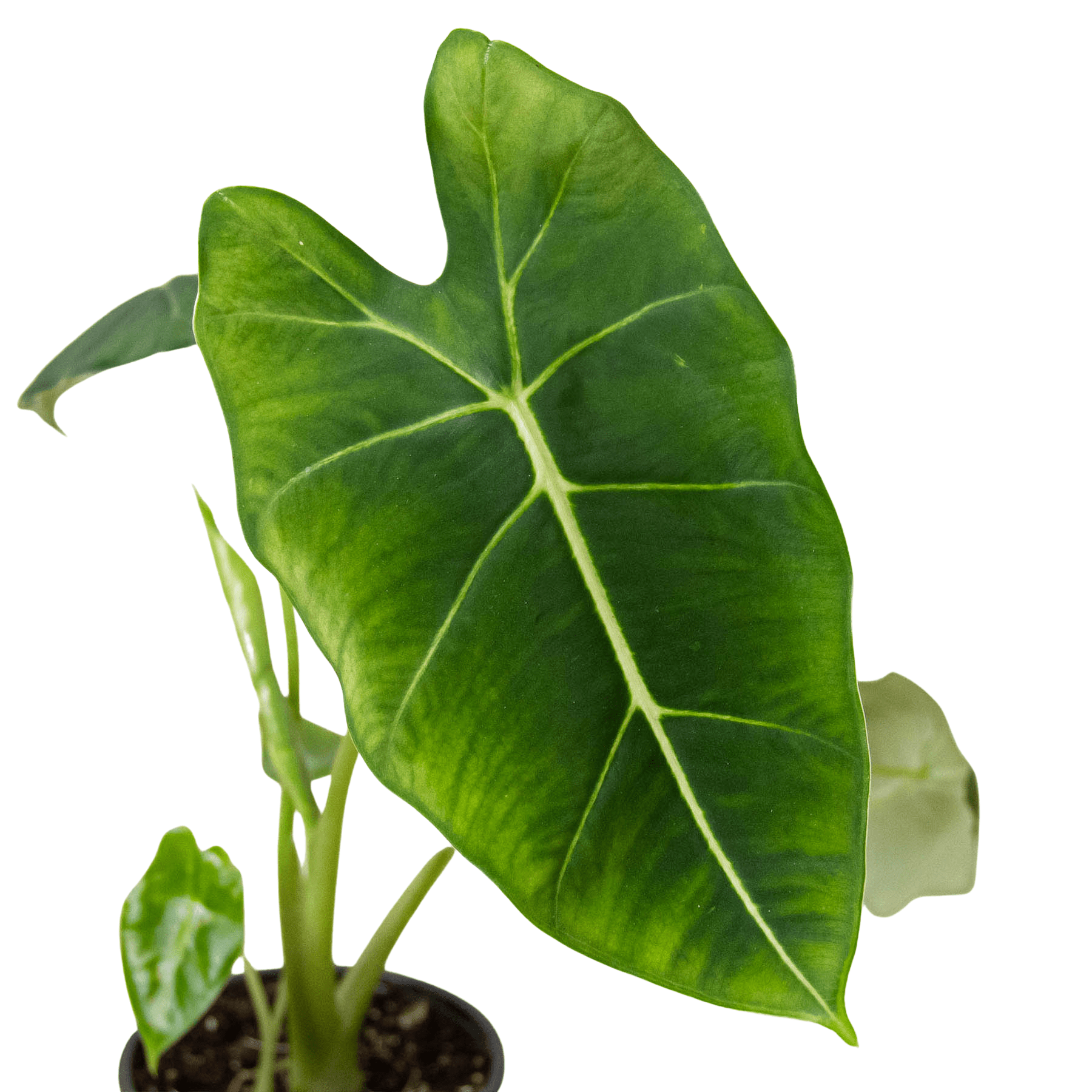 Alocasia Micholitziana 'Frydek' - TheHardenGarden