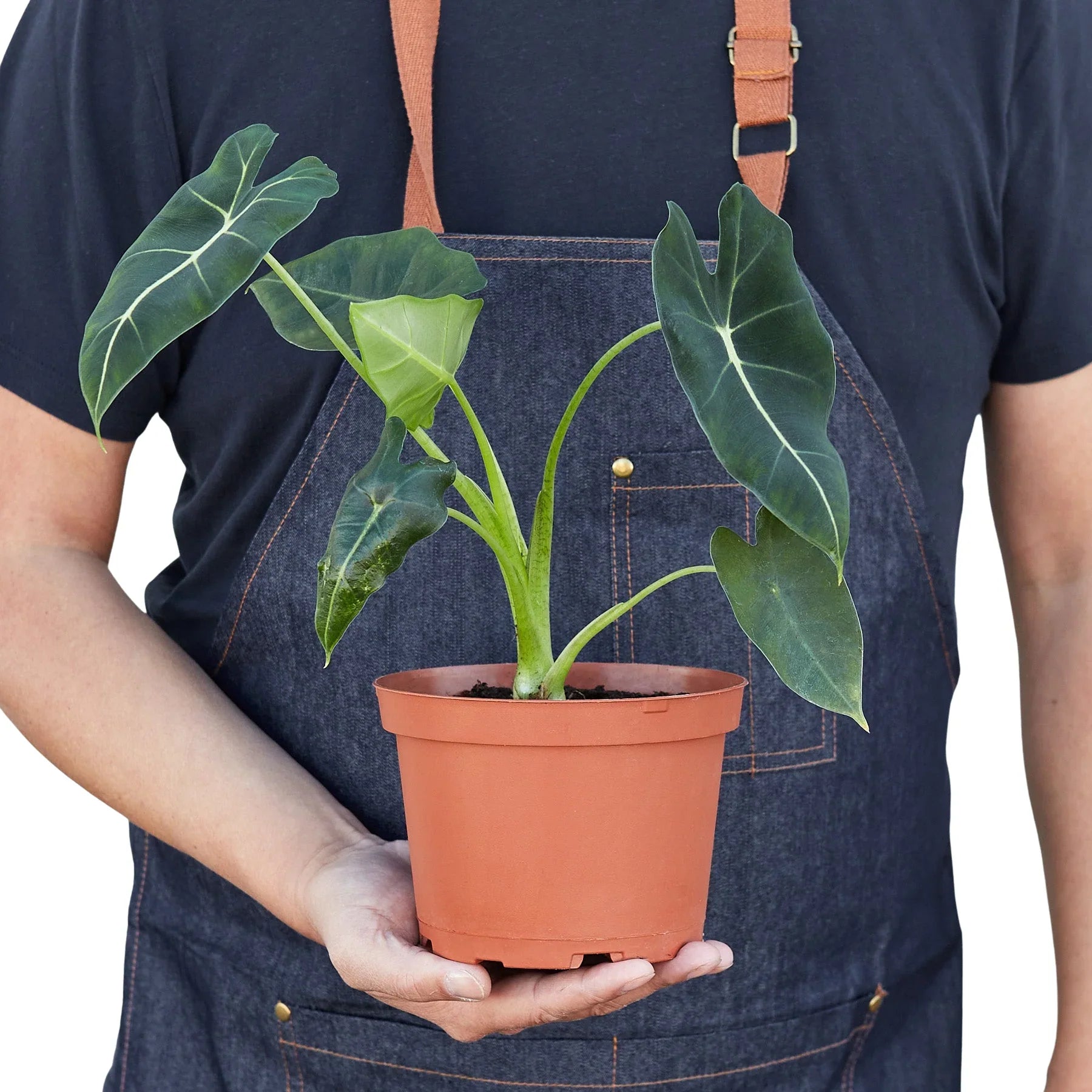 Alocasia Micholitziana 'Frydek' - TheHardenGarden