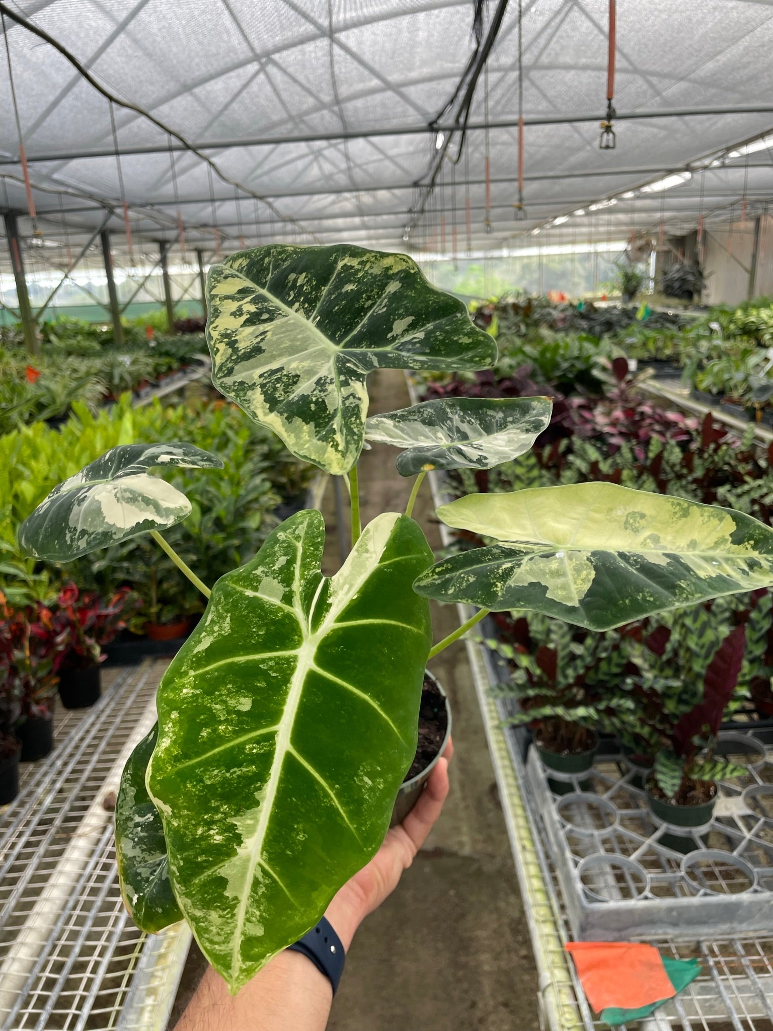 Alocasia Micholitziana 'Frydek' Variegated in 4" Pot - TheHardenGarden