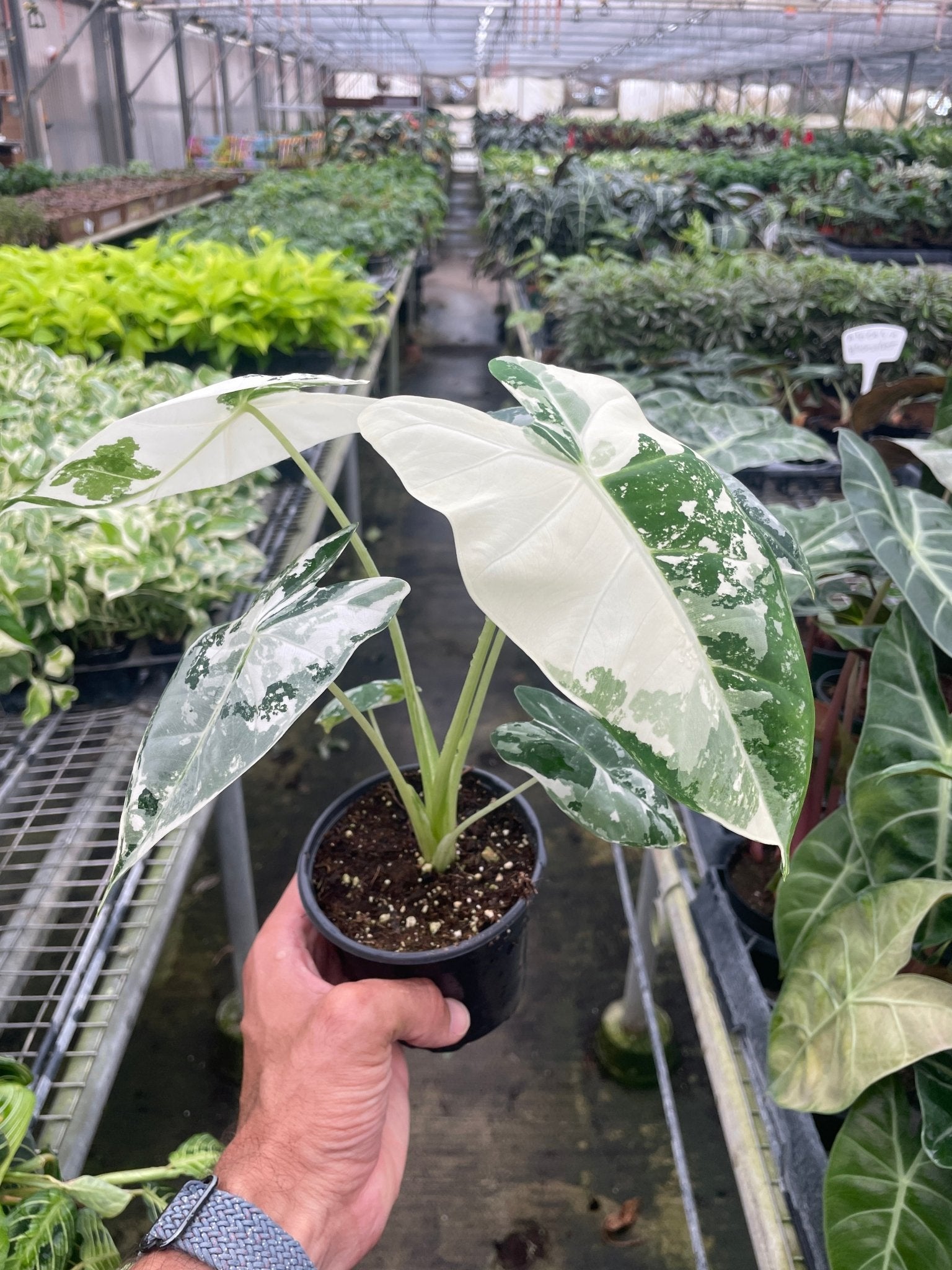 Alocasia Micholitziana 'Frydek' Variegated in 4" Pot - TheHardenGarden