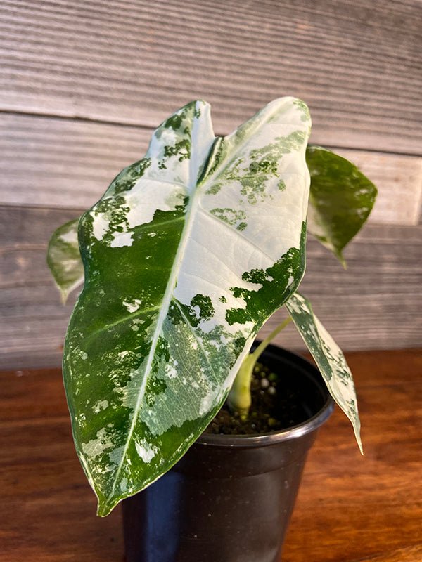 Alocasia Micholitziana 'Frydek' Variegated in 4" Pot - TheHardenGarden