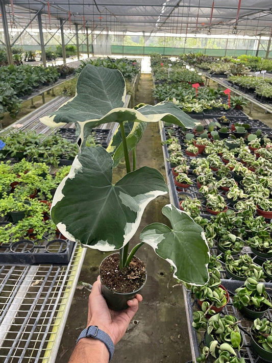 Alocasia 'Mickey Mouse,' Variegatum Monstrosum, Mickey Mouse Plant, Indoor plant, Plant lover gift.