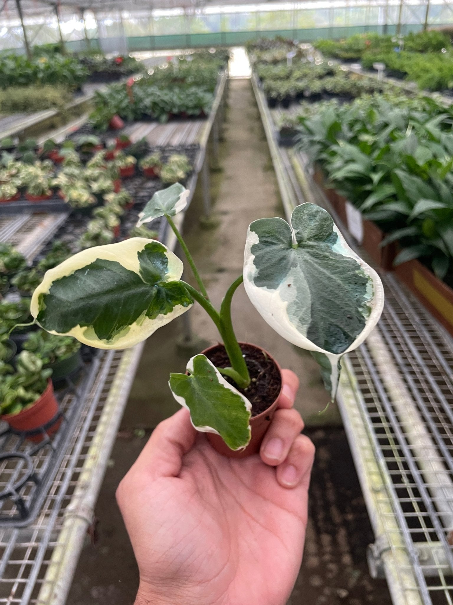 Alocasia 'Mickey Mouse' (Xanthosoma sagittifolium 'Variegatum Monstrosum') - TheHardenGarden