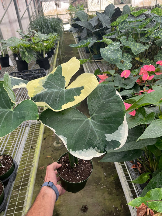 Alocasia 'Mickey Mouse' (Xanthosoma sagittifolium 'Variegatum Monstrosum') - TheHardenGarden