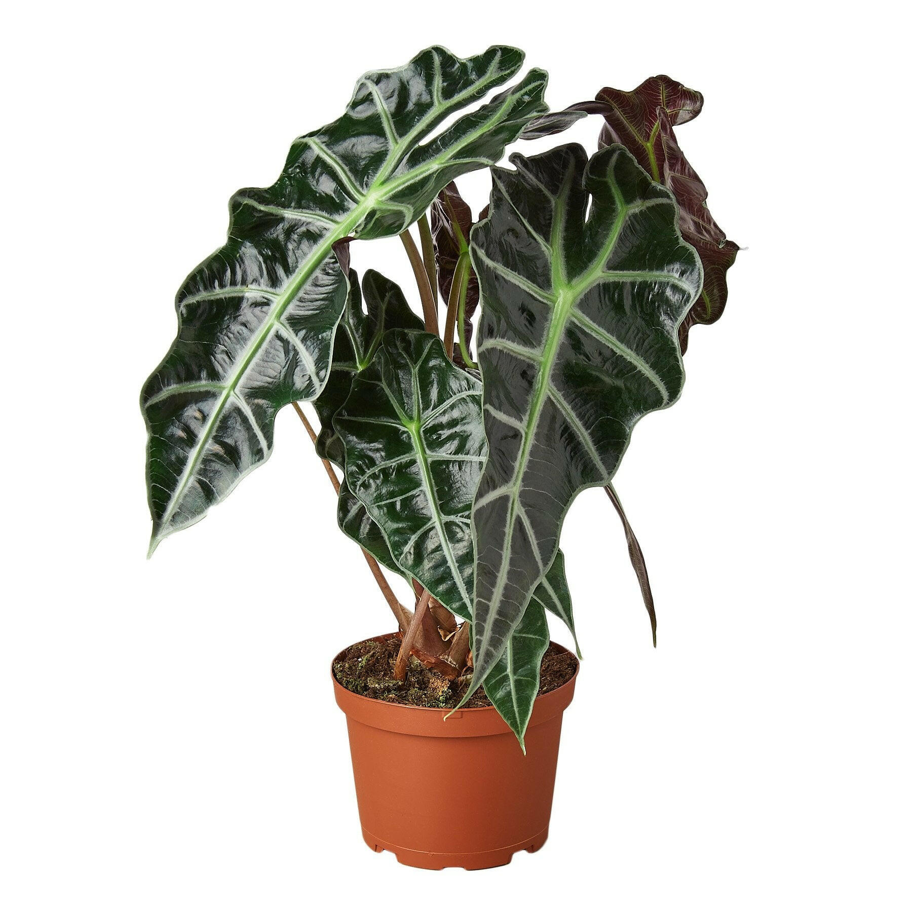 Alocasia Polly 'African Mask',  Alocasia amazonica, African Mask, Alocasia Polly, Elephant Ears, indoor plant, Home decor plant.