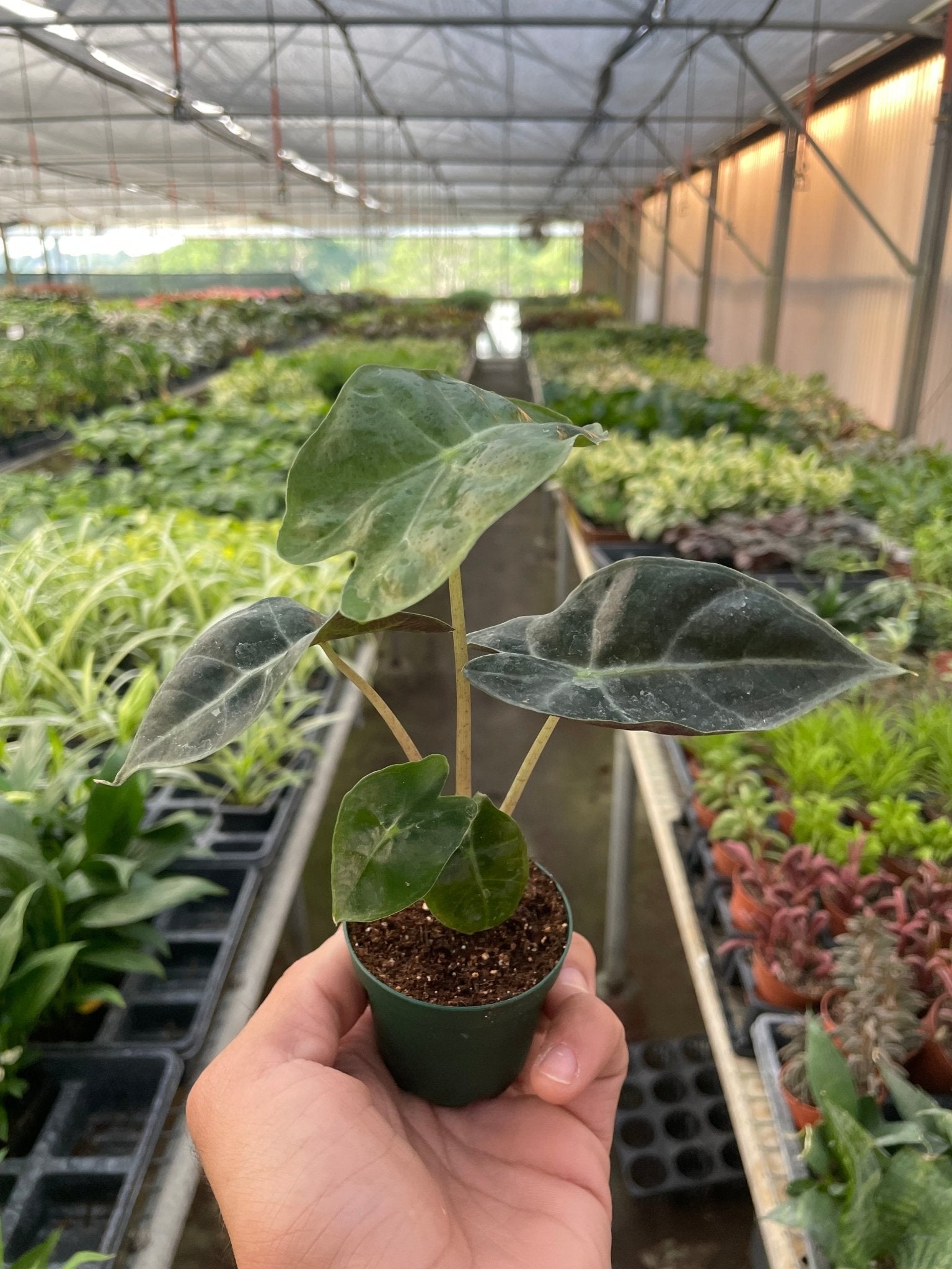 Alocasia Polly 'African Mask',  Alocasia amazonica, African Mask, Alocasia Polly, Elephant Ears, indoor plant, Home decor plant.