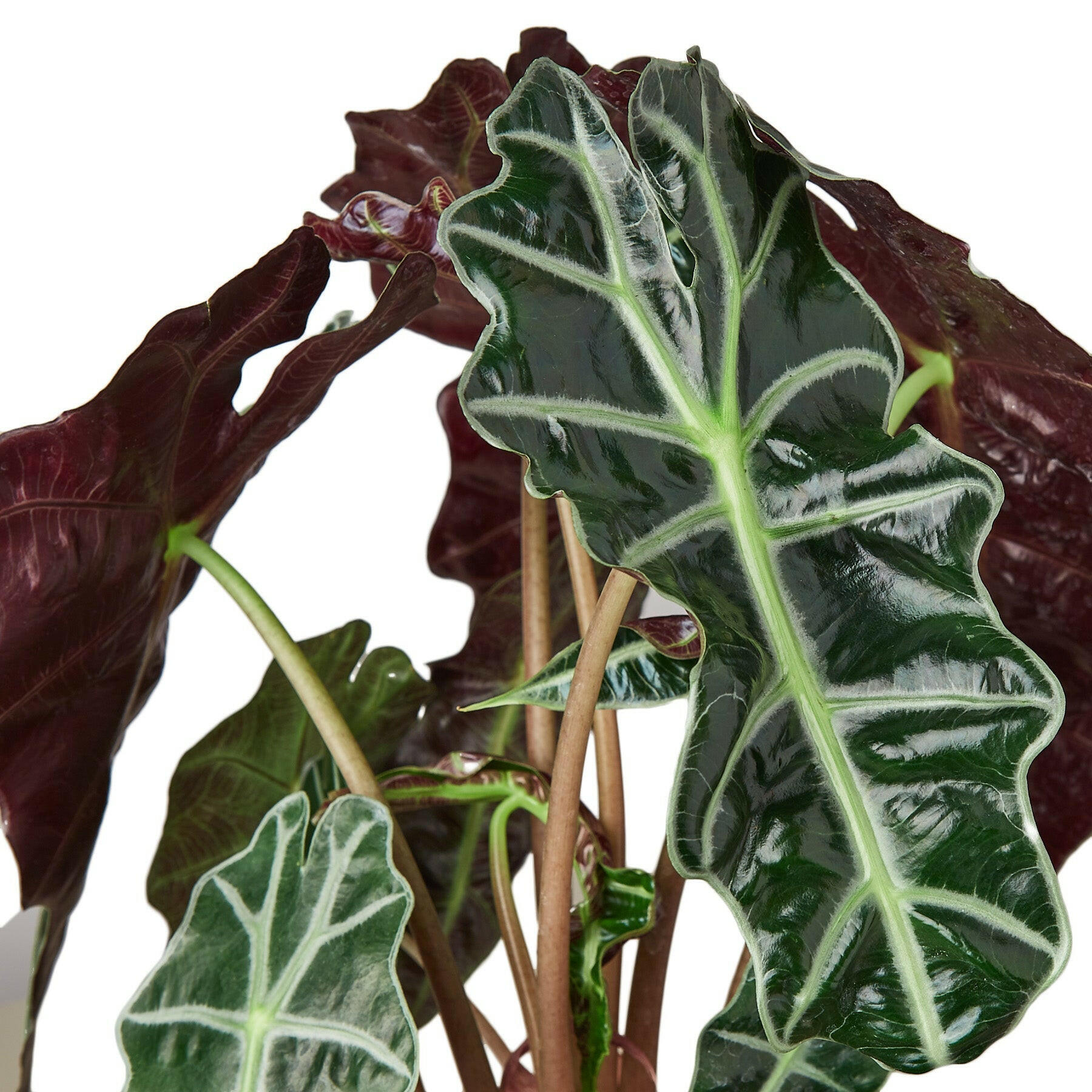 Alocasia Polly 'African Mask',  Alocasia amazonica, African Mask, Alocasia Polly, Elephant Ears, indoor plant, Home decor plant.