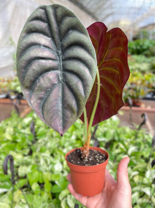 Alocasia 'Red Secret', Alocasia cuprea ‘Red Secret’, Red Secret Alocasia, Elephant Ears, elephant ears plant, Indoor plant.