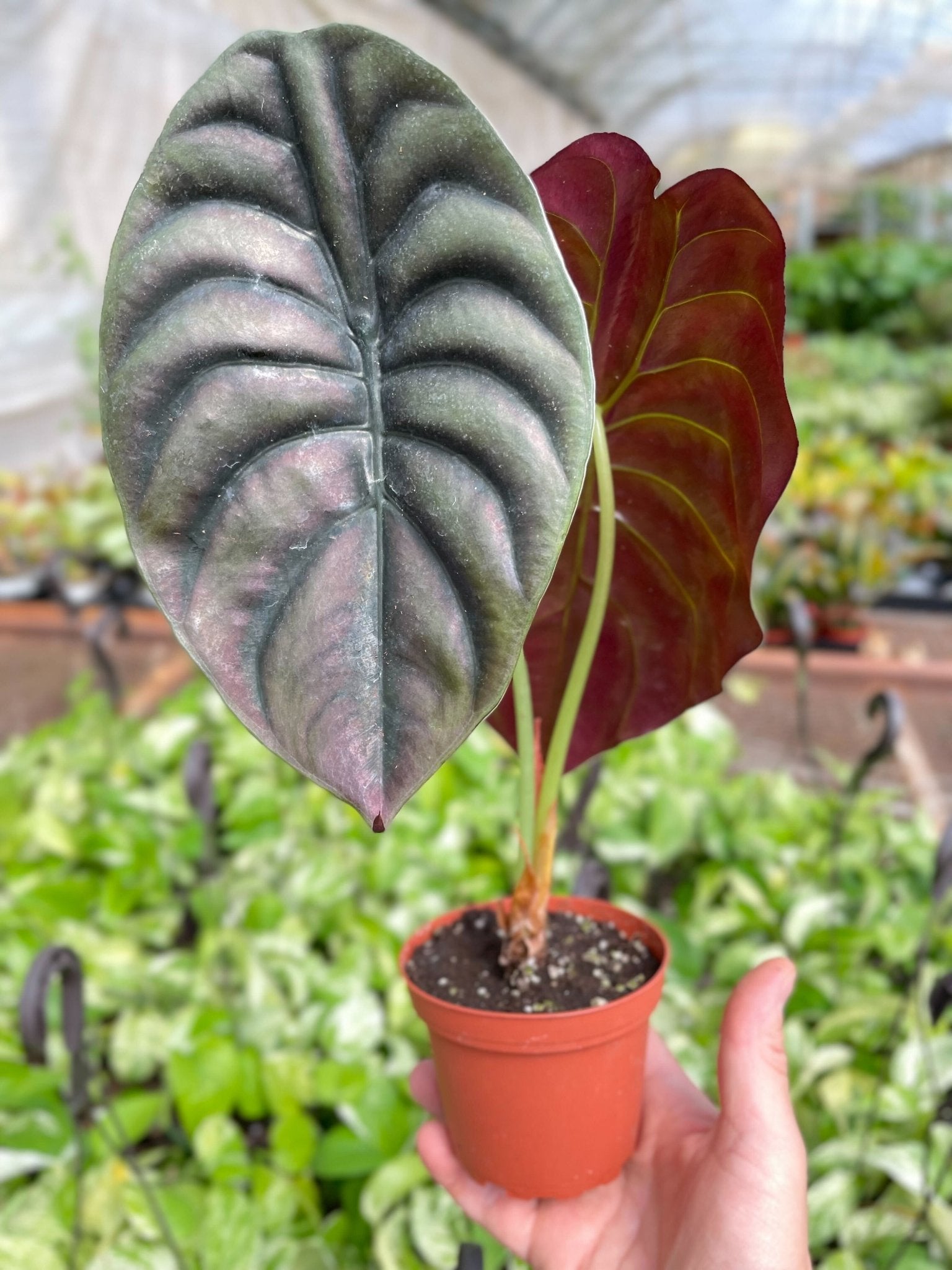 Alocasia 'Red Secret' - TheHardenGarden