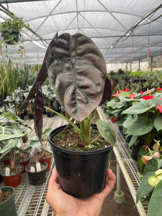 Alocasia 'Red Secret', Alocasia cuprea ‘Red Secret’, Red Secret Alocasia, Elephant Ears, elephant ears plant, Indoor plant.