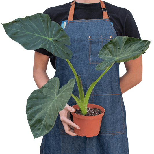 Alocasia 'Regal Shields' - TheHardenGarden