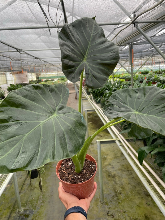 Alocasia 'Regal Shields' - TheHardenGarden