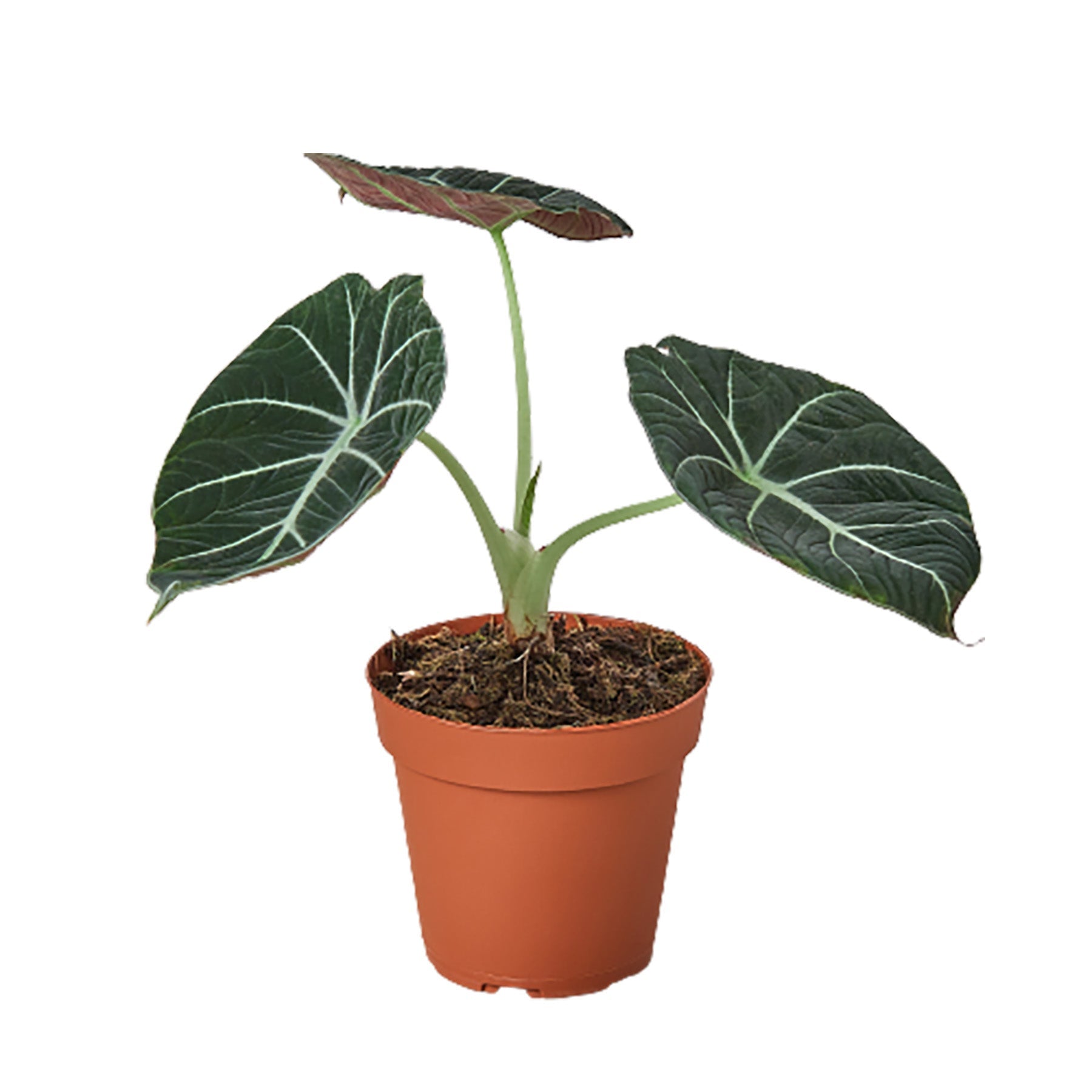 Alocasia Reginula 'Black Velvet' - TheHardenGarden