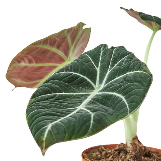 Alocasia Reginula 'Black Velvet' - TheHardenGarden