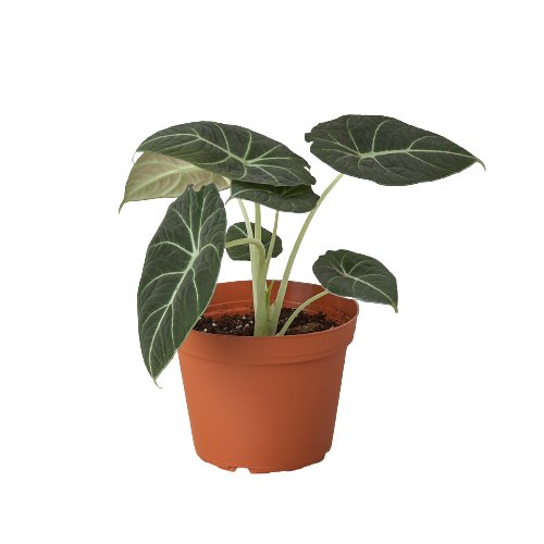 Alocasia Reginula 'Black Velvet' - TheHardenGarden