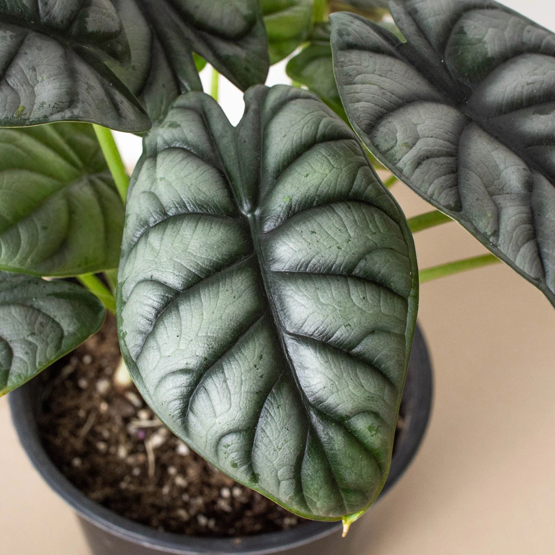 Alocasia Silver Dragon - TheHardenGarden