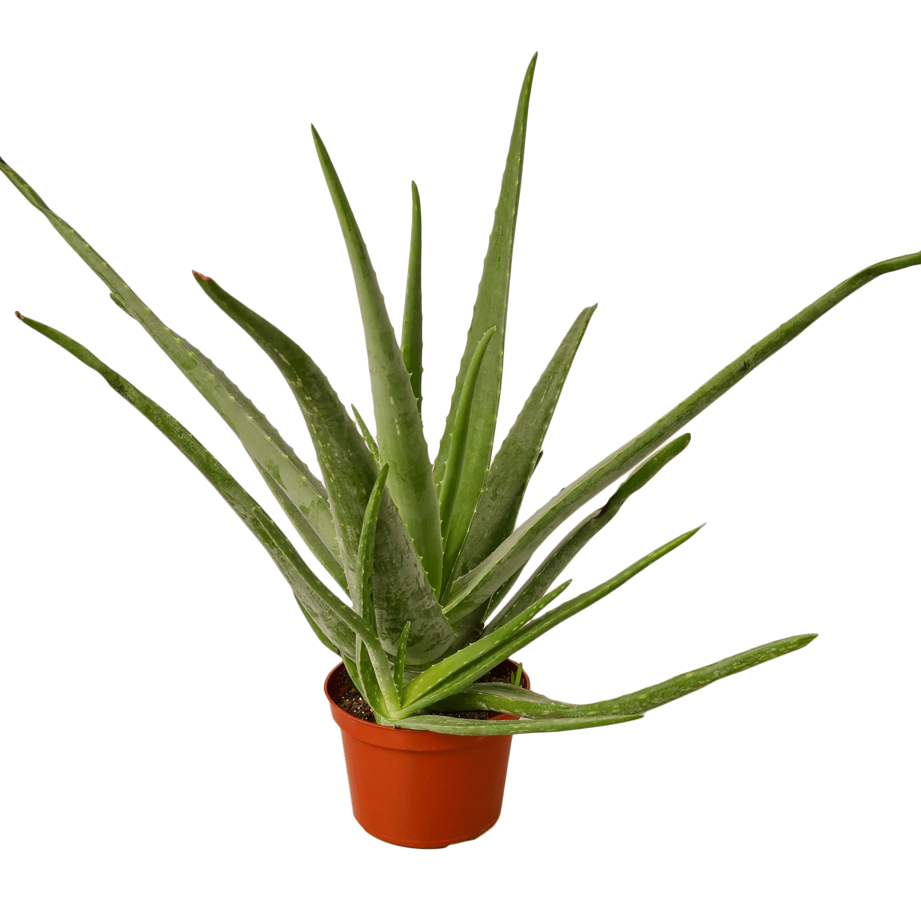 Aloe Vera - TheHardenGarden