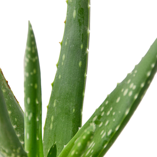 Aloe Vera - TheHardenGarden