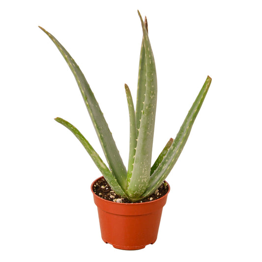 Aloe Vera, Aloe Barbadensis Mill, Chinese Aloe, First Aid Plant, Burn Aloe, True Aloe, Indoor plant, Home Decor.