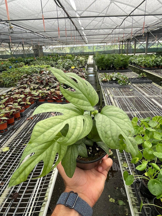 Amydrium 'Silver', Amydrium medium 'Silver', Spiderman Monstera, Indoor plant.