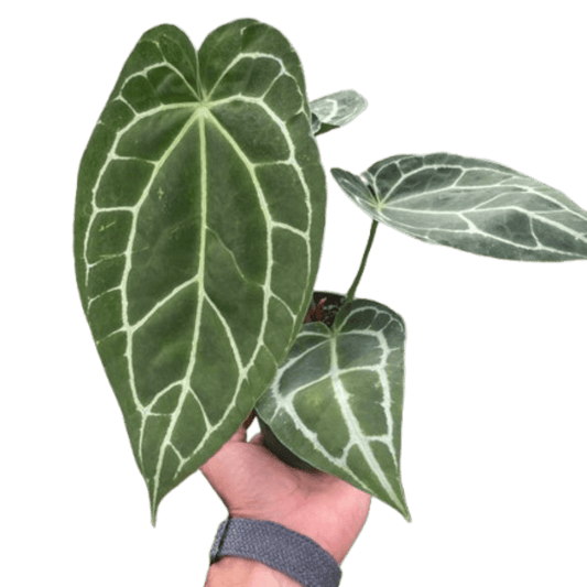 Anthurium Crystallinum - TheHardenGarden