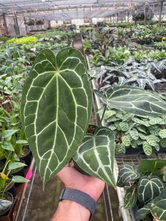 Anthurium Crystallinum - TheHardenGarden