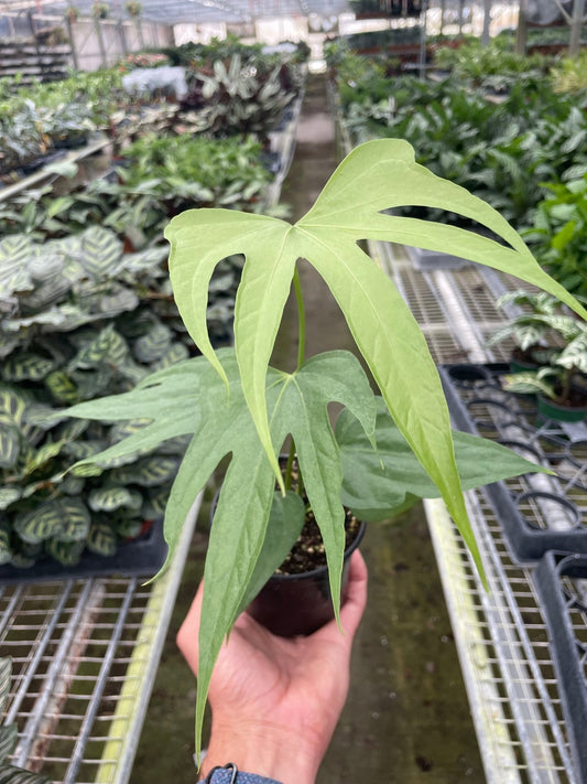 Anthurium Fingers - TheHardenGarden