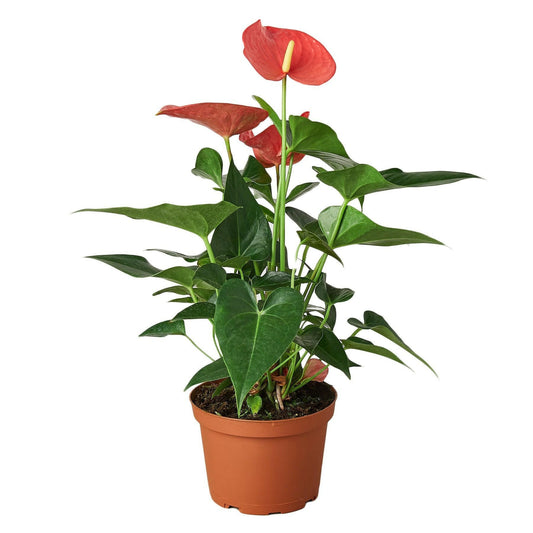 Anthurium 'Pink' - TheHardenGarden