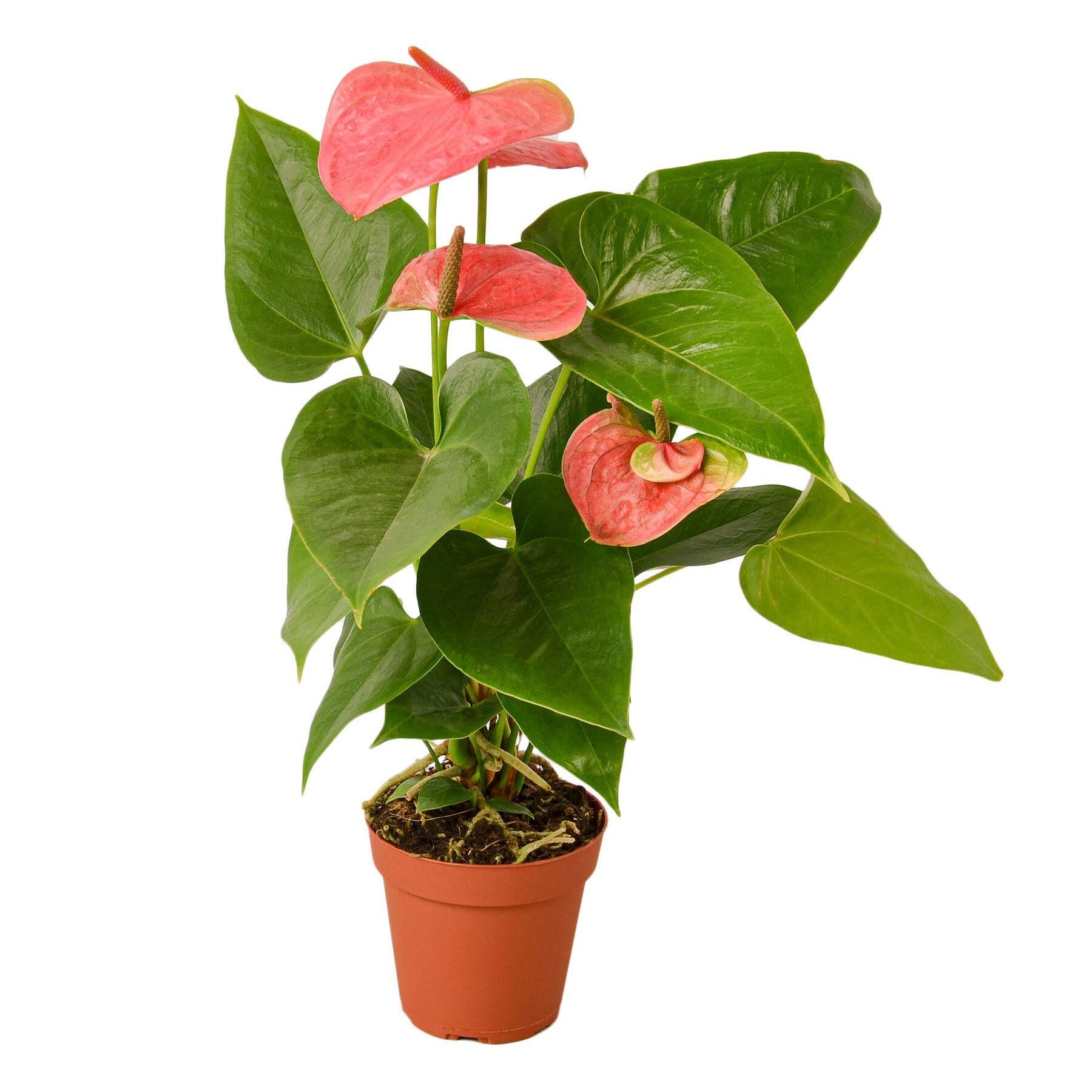 Anthurium 'Pink' - TheHardenGarden