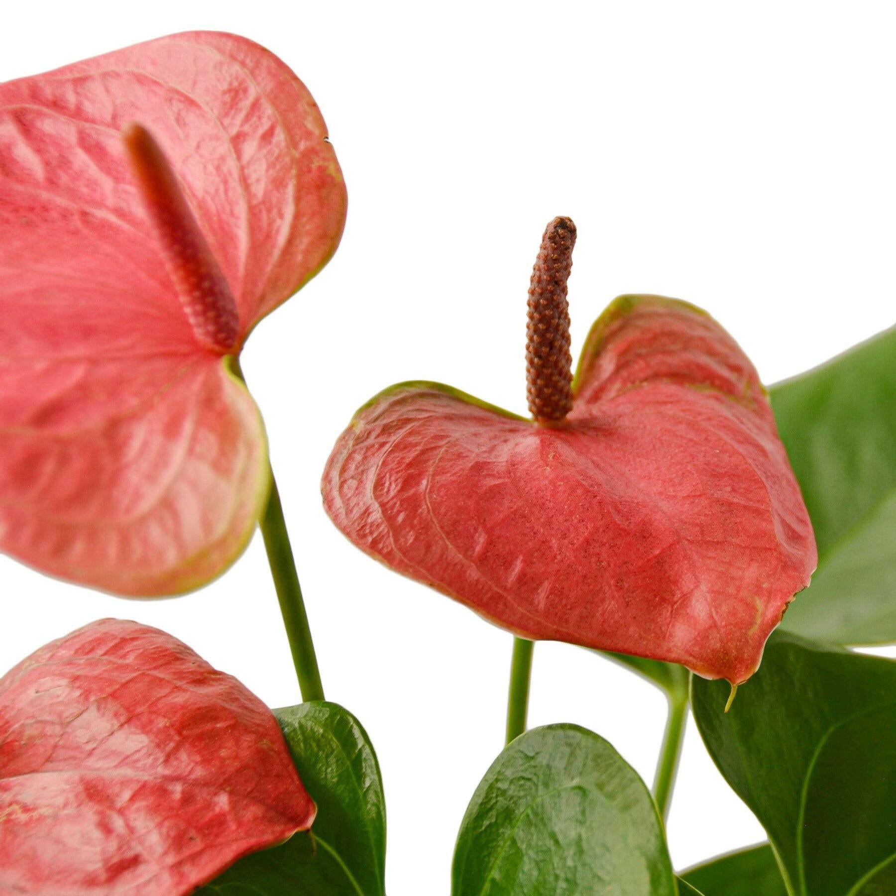 Anthurium 'Pink' - TheHardenGarden